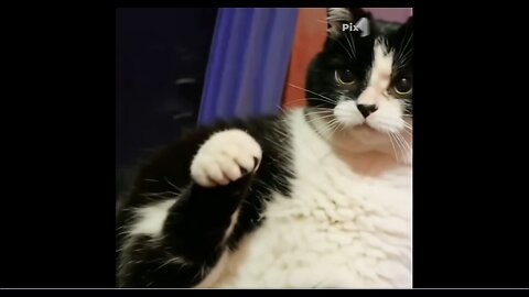 RIO😺DOES HIS ASKIM COK PARDON DANS DANCE 💃 MOVING HIS FURRY HIPS TO THE BEAT THAT HE HEARS 🎶