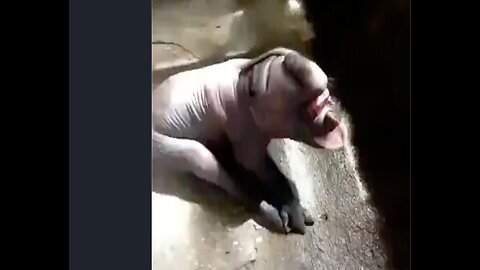 Pig Dog Monkey Hybrid Abomination (I bet this thing has human DNA also)
