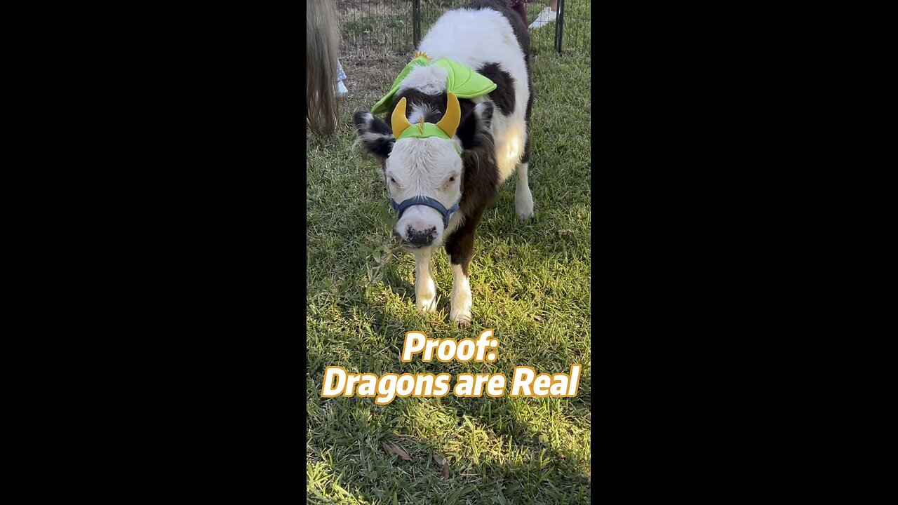 We have video proof: Dragons are real!