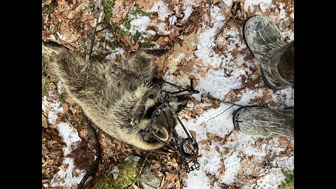 Raccoon saves Bobcat by a couple of minutes