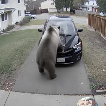 Grizzly Bear DESTROYS Parked SUV Caught On Ring Camera