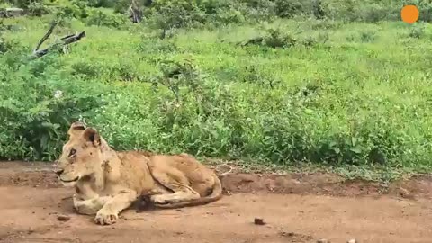 Hyenas Go Easy on Old Blind Lioness