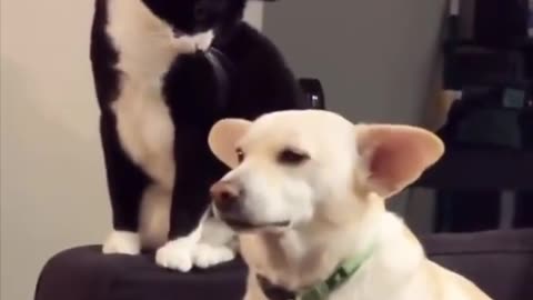 Cat vs dog.. 😂