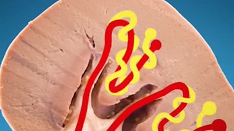 Shocking! What’s REALLY Inside a Kidney?