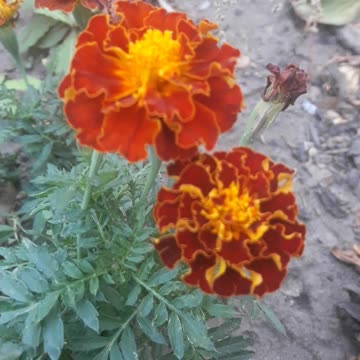 Sweet couple Marigold
