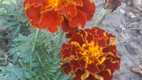 Sweet couple Marigold