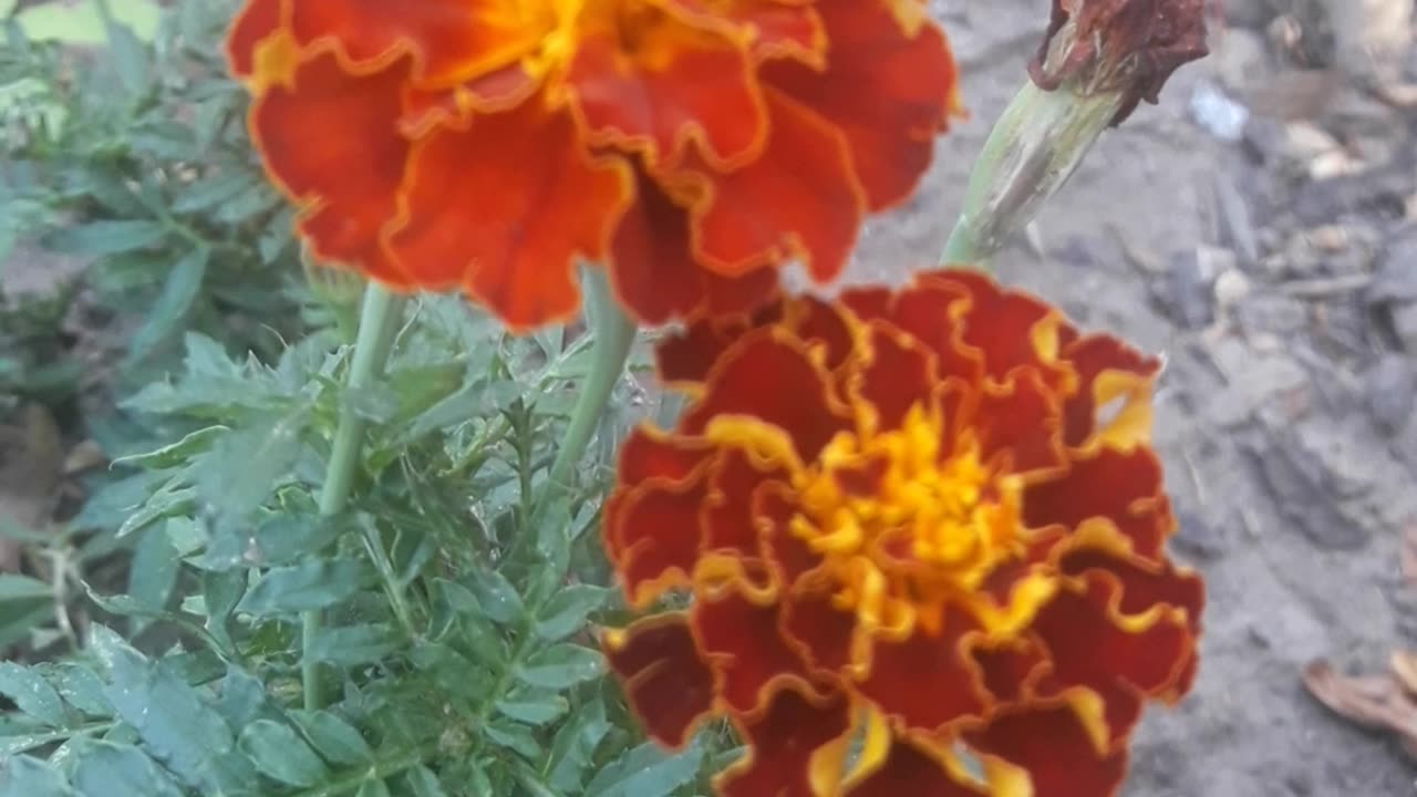 Sweet couple Marigold