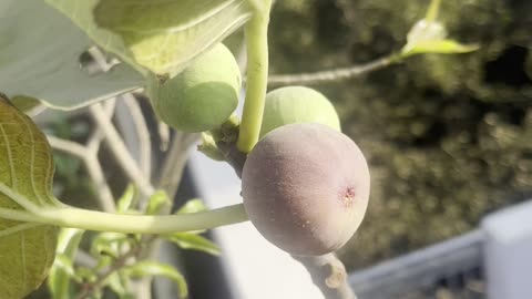 Fig Ripened Again | Terrace Garden Update