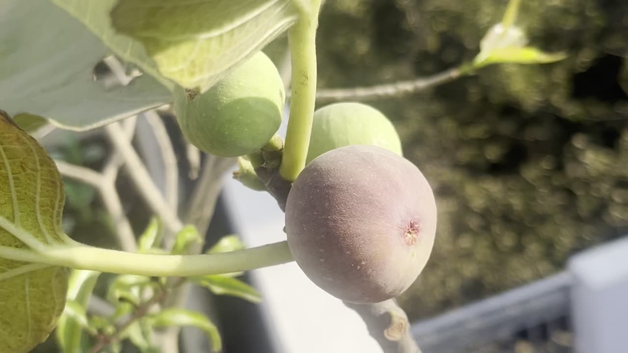Fig Ripened Again | Terrace Garden Update