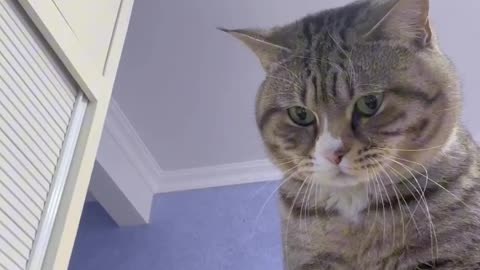 Crazy Cat Chronicles: Laugh Out Loud Moments! 😹🐾