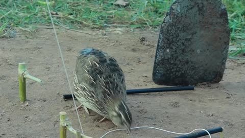 Best DIY Unique Effective Quail Trap #shorts #ytshorts #techniqueuniquetrap