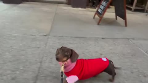 Parker Dachshund Strutting To BeeGees Saturday Night Fever Travolta Like!