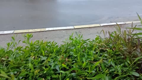 The Beauty of Rain and Its Effect on Improving Quality