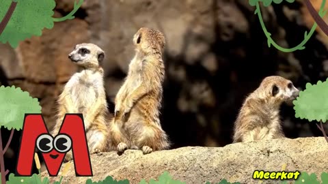 Animal ABC Songs & Safari Animal Sounds Songs Compilation (1 hour) | Nursery Rhymes