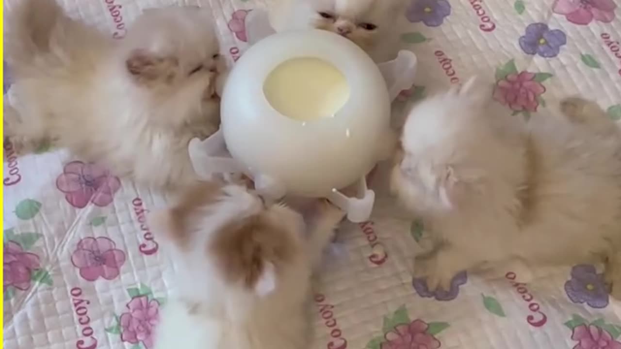 Precious Kittens