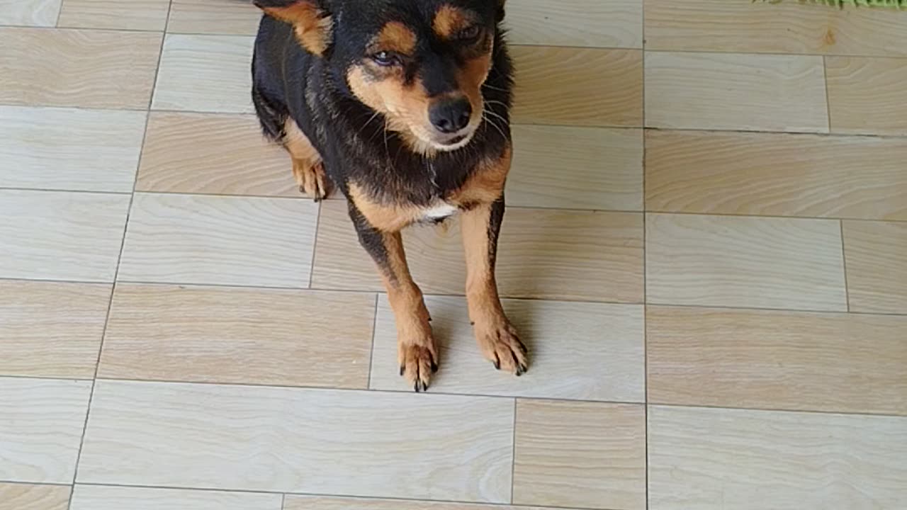 Dogs