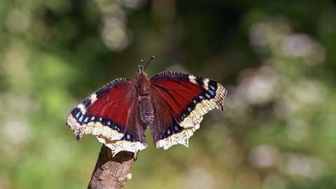 The Baffling Butterfly