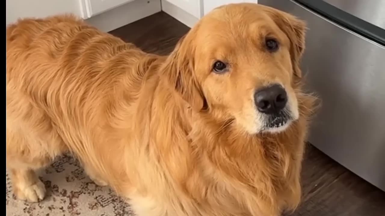 Dogs understand English #dogsoftiktok #dog #fypシ #dogvideos #doglover #dogfunny #puppy #english