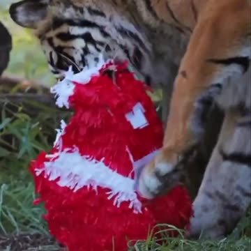 Santa didn’t forget anyone 😊