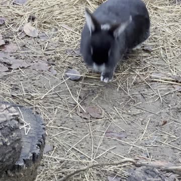 Fluffy Black Bunny on a Tiny Adventure 🐇