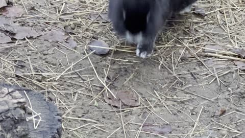 Fluffy Black Bunny on a Tiny Adventure 🐇