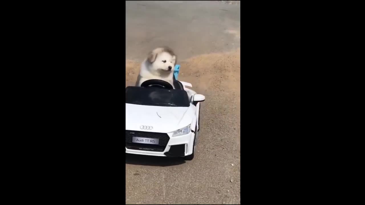 Cool Funny animals
