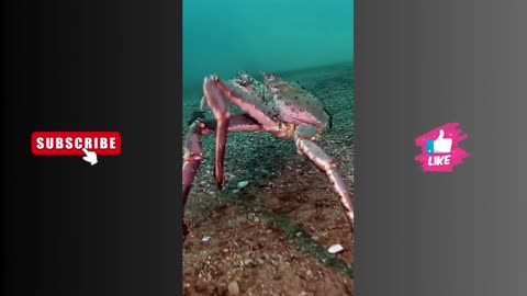 Giant King crab in the Barents Sea