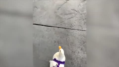 Funny Animals Videos