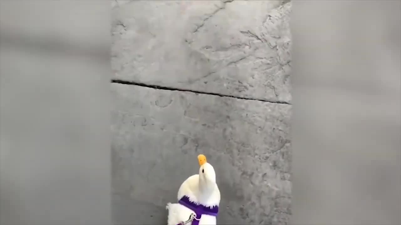 Funny Animals Videos