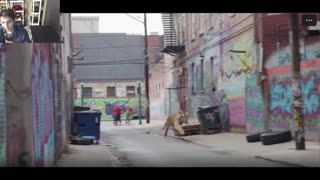 Clowns Chasing A Tiger In The Hood Fake Funny Parody Video With Commentary