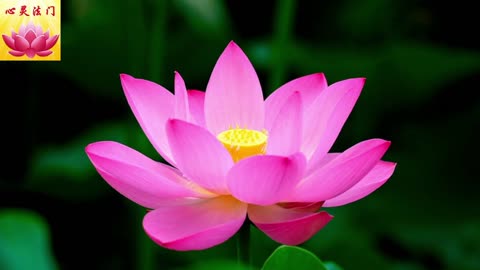 2025 11 21 #心灵法门 #卢军宏