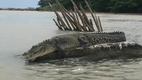 🐊🌴 Immerse yourself in a thrilling crocodile experience in the exotic landscapes of Sri Lanka!