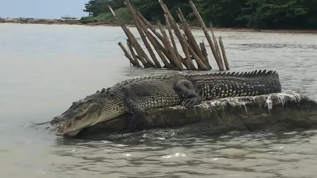 🐊🌴 Immerse yourself in a thrilling crocodile experience in the exotic landscapes of Sri Lanka!