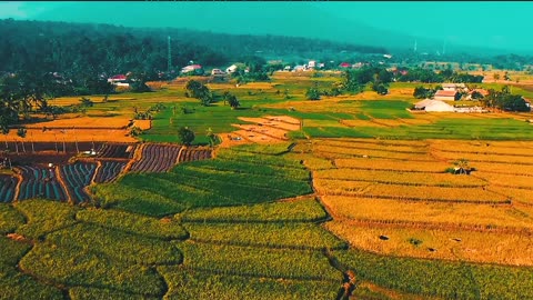 Golden Fields and Reflective Skies