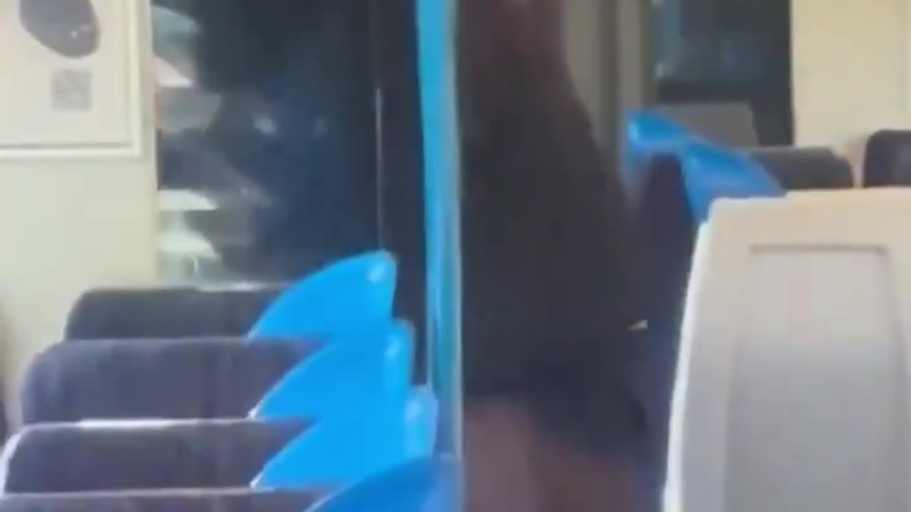 Never go on trains with blk ppl