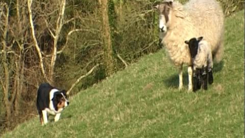 Mist: A Tale Of A Sheepdog Puppy - The Making Of Mist Introduction