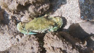A Chilling Crab