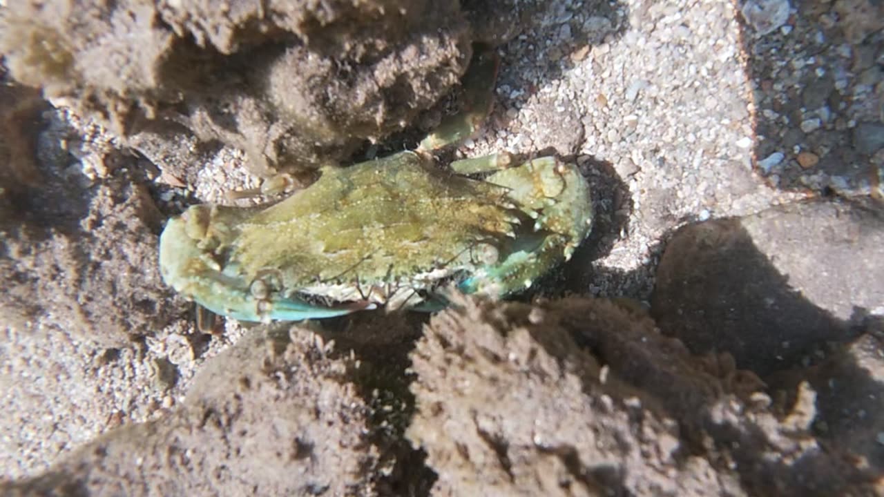 A Chilling Crab