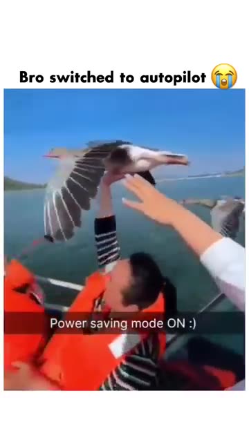 Birdio saving power and going into chill bird mode