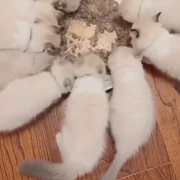 Just enough catz, Just enough foodz