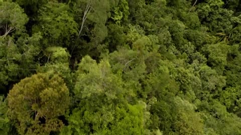 Anthony Bourdain Parts Unknown Borneo