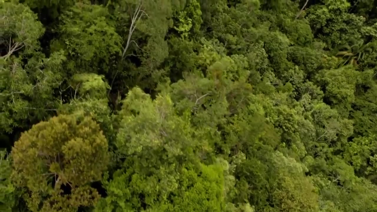 Anthony Bourdain Parts Unknown Borneo