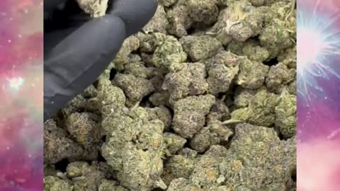 Runtz THCa Flower | 31% Exotic Indoor Hybrid | Sweet Candy Apricot | Giggly, Relaxed, Euphoric #thca