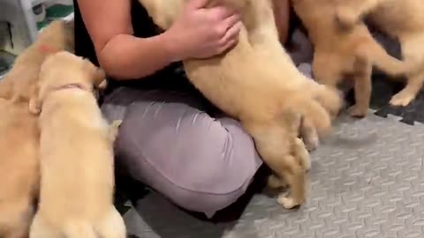 Golden Retriever Puppies Reunite With Nurse Who Delivered Them