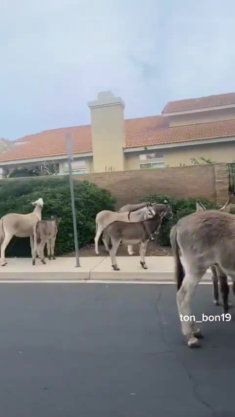 More animals that have fled the Los Angeles mountains and hills due to...