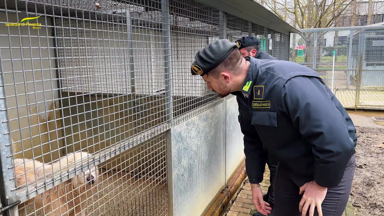 GDF RIMINI: SCOPERTO UN ALLEVAMENTO DI CANI SCONOSCIUTO AL FISCO (20.02.25)