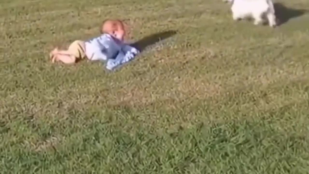 🤯✨ Man’s Best Friend For a Reason! | FeedMyCuriosity
