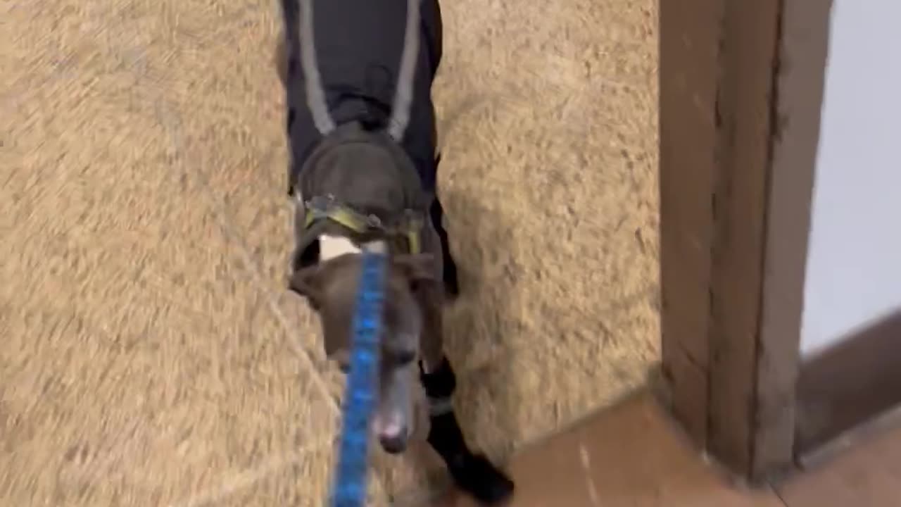 Italian Greyhound Does a Walking Handstand