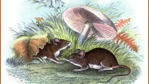 Whitefoot the Wood Mouse by Thornton W. BURGESS read by Jill Engle _ Full Audio Book