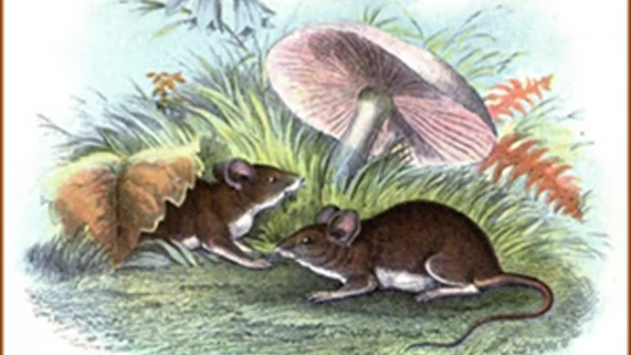 Whitefoot the Wood Mouse by Thornton W. BURGESS read by Jill Engle _ Full Audio Book